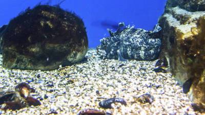Ученые заметили драки между осьминогами с использованием предметов