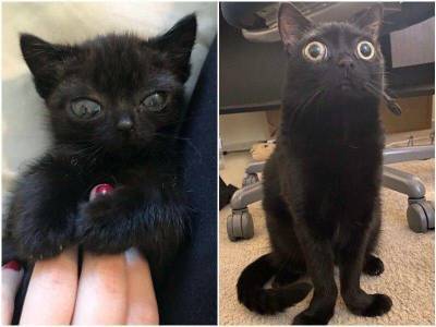 Кошку с необычно большими глазами называют “инопланетянкой”