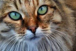 В каких случаях кошки пристально смотрят людям в глаза