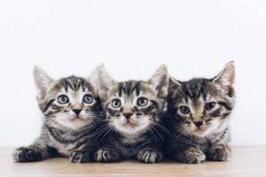 Кот или кошка: как определить пол котёнка