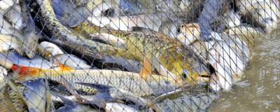 В Красноярском крае 1 сентября вступили в силу новые правила рыболовства