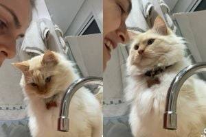 "Ты что творишь?": взгляд кошки на хозяйку рассмешил соцсети. ВИДЕО
