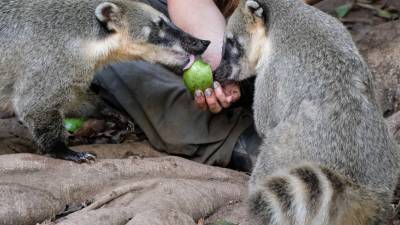 Непоседы из семейства енотовых: в зоопарке Владивостока поселились две носухи