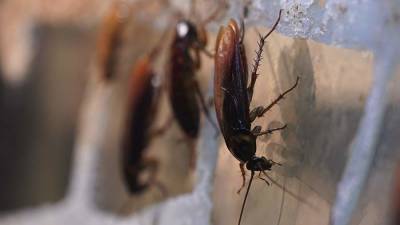 Травивший тараканов в квартире житель Новороссийска устроил взрыв
