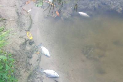 Рязанцы в соцсетях пожаловались на массовую гибель рыбы в Ореховом озере