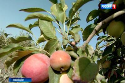 Садоводы Ростовской области прогнозируют хороший урожай яблок и винограда