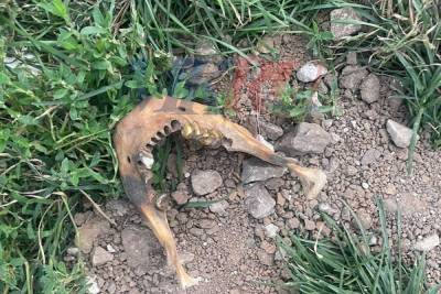 На улице Новоселов в Рязани дорожники нашли человеческие останки