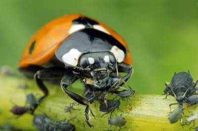 Ученые предложили заменить инсектициды «запахами страха»