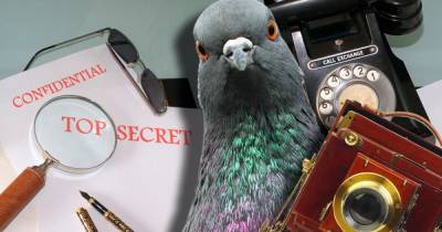 Крылатый шпион: как используют голубей в сражениях и разведке