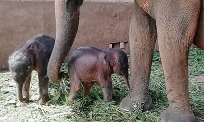 На Шри-Ланке впервые с 1941 года родились два близнеца-слонёнка