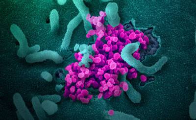 Science (США): коронавирус как эволюционирующая угроза