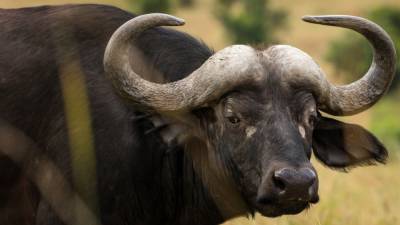 Сбежавший со скотобойни буйвол напугал жителей Владикавказа