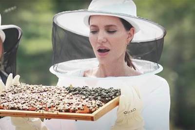 Анджелина Джоли в костюме пасечника бесстрашно помогает спасать пчел в Провансе: видео