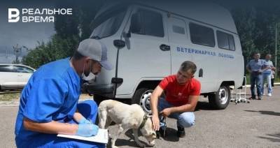 Работу пункта бесплатной вакцинации и стерилизации собак в Казани продлили до октября