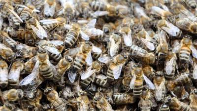 Гигантский рой пчел парализовал центр Нью-Йорка