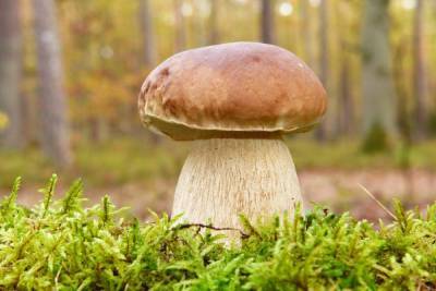 Во Всеволожском районе Петербурга нашли белый гриб весом почти 1 кг