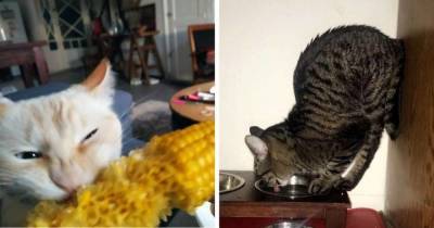16 фото, которые доказывают, что как только в доме появляется кот, о слове “скучно” можно позабыть