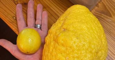 Семейная пара вырастила лимон весом 2,6 кг