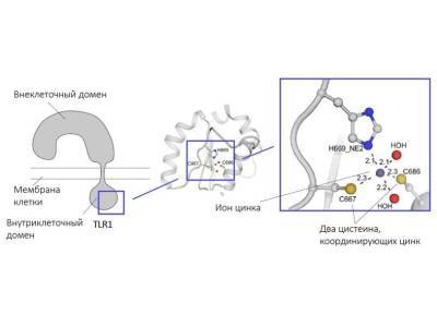 В важном для иммунной системы рецепторе TLR1 задействован ион цинка