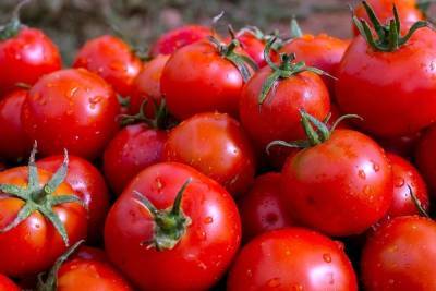 В Брянской области уничтожили более 6 тонн нелегально ввезенных томатов