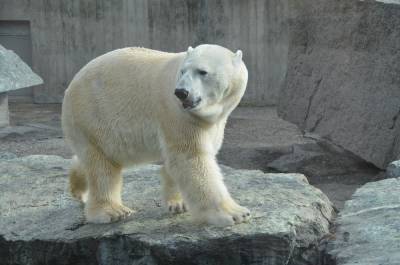 Белый медведь Николай поселится в нижегородском зоопарке