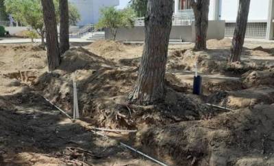 На территории начальной школы Пафоса незаконно вырубили деревья