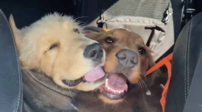 Две собаки обожают друг друга, а их дружба всех умиляет! (Видео)