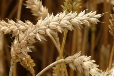 Минсельхоз: в России собрали более 90 млн тонн зерна