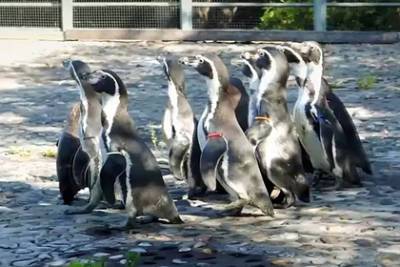В красноярский зоопарк переехали восемь московских пингвинов