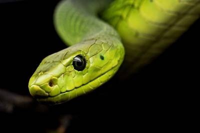 Ученые выяснили, что змеиный яд может помочь в лечении коронавируса и мира
