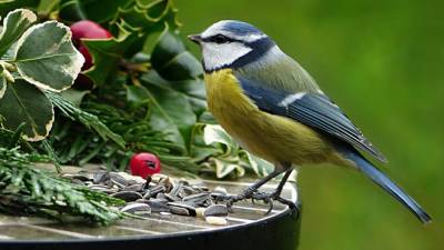 Птицы оказались способны «рассказывать» друг другу о вкусе пищи