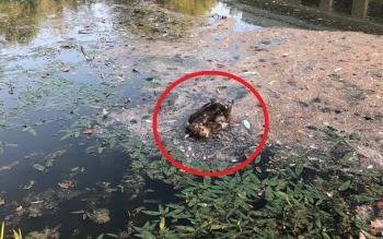Названы причины массовой гибели уток в прудах Вологды