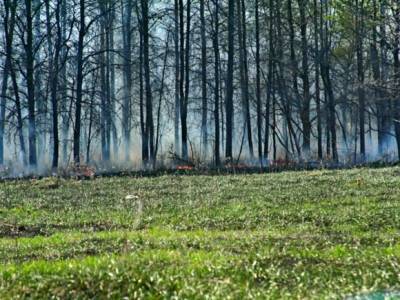 «Восемь поджогов за день, это война»: в лесах Тольятти опять орудуют пироманы