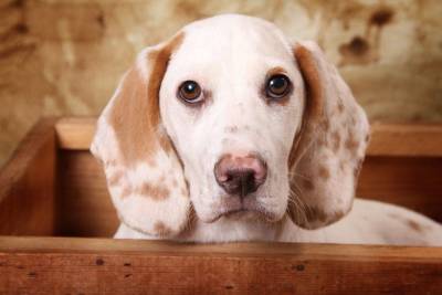 Могут ли собаки страдать клаустрофобией?