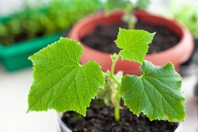 Контейнерный огород в квартире: как организовать, что посадить и как ухаживать