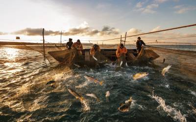 Налог на добычу рыбы планируют повысить в России