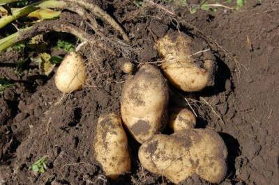 Сколько лет можно сажать картошку на одном месте: о чем забывают огородники