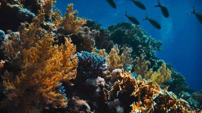 Полная карта коралловых рифов поможет ученым в изучении подводного биома