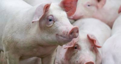 Убытки китайского свиноводства достигли 70 миллиардов долларов