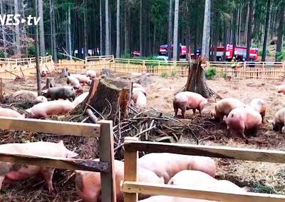 В Чехии перевернулся грузовик с живыми свиньями: видео