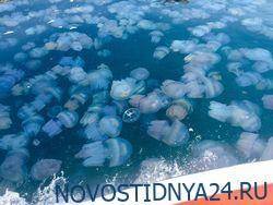 Украина хочет судиться с Россией из-за нашествия медуз в Азовском море