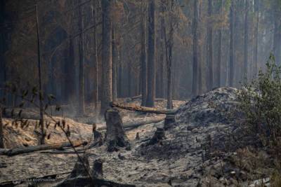 Ущерб от лесных пожаров в Карелии пока нельзя оценить