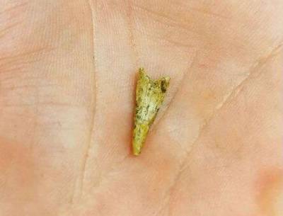 Найденный в Рязанской области зуб птерозавра передали Дарвиновскому музею