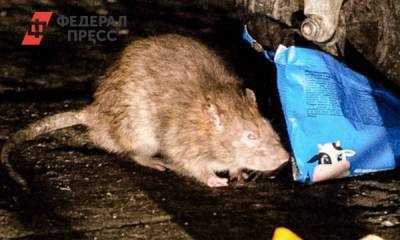 «Тиф, чума, бешенство»: кто разводит крыс в Миассе