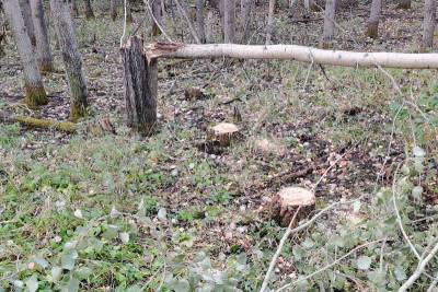 Двое зауральцева незаконно заготовили древесину на зиму