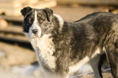 Собаки с открытыми ранами после стерилизации бегают по Чите