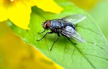 Ученые выяснили, как думают мухи