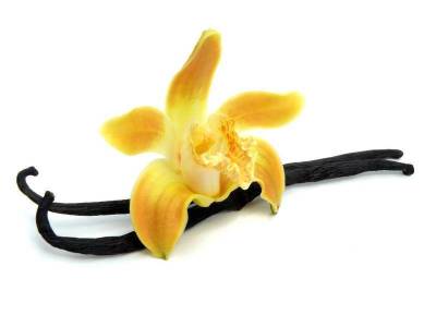 Ванильная орхидея и шоколадник — дружба навеки. Как это произошло?