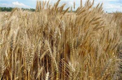 Пошлина на экспорт пшеницы из РФ вырастет с 15 сентября до $52,5 за тонну