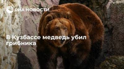 В Мариинском районе Кемеровской области медведь убил грибника